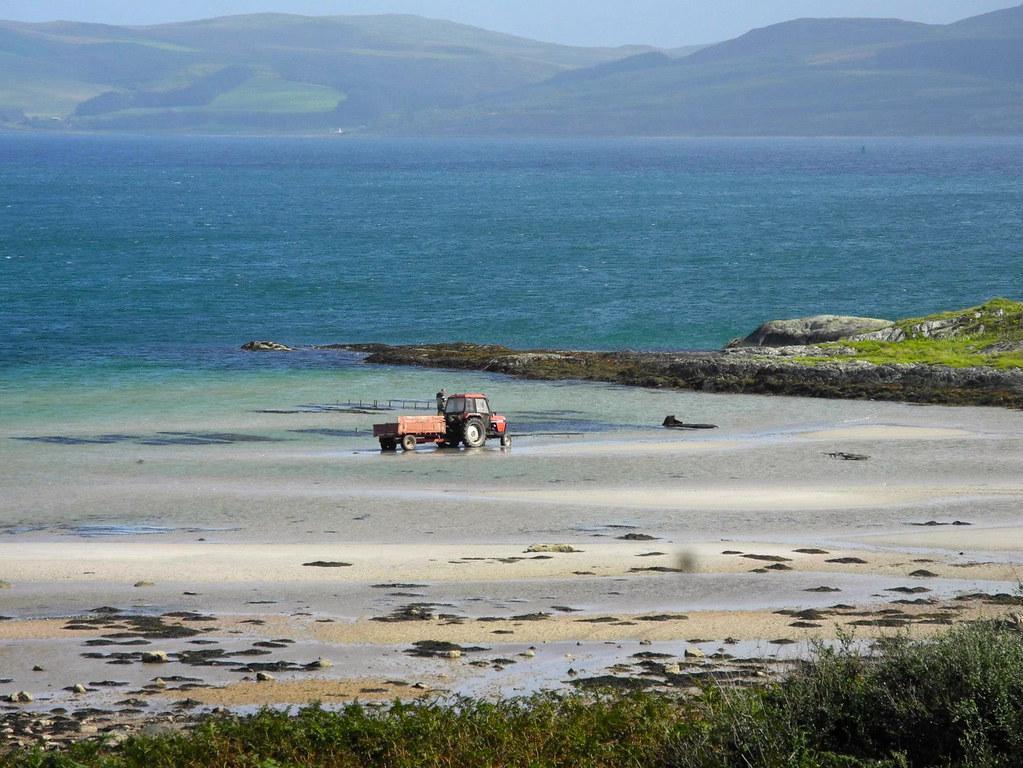 Wee Isle Dairy milk